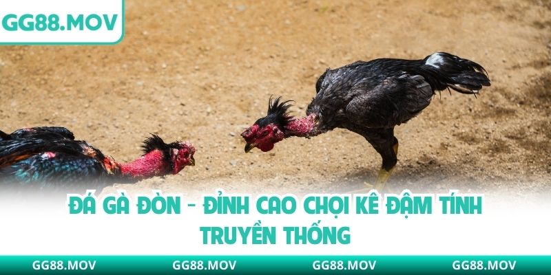 Đá Gà Đòn - Đỉnh Cao Chọi Kê Đậm Tính Truyền Thống