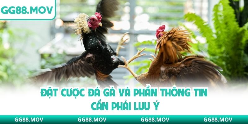 Đặt cược đá gà và phần thông tin cần phải lưu ý